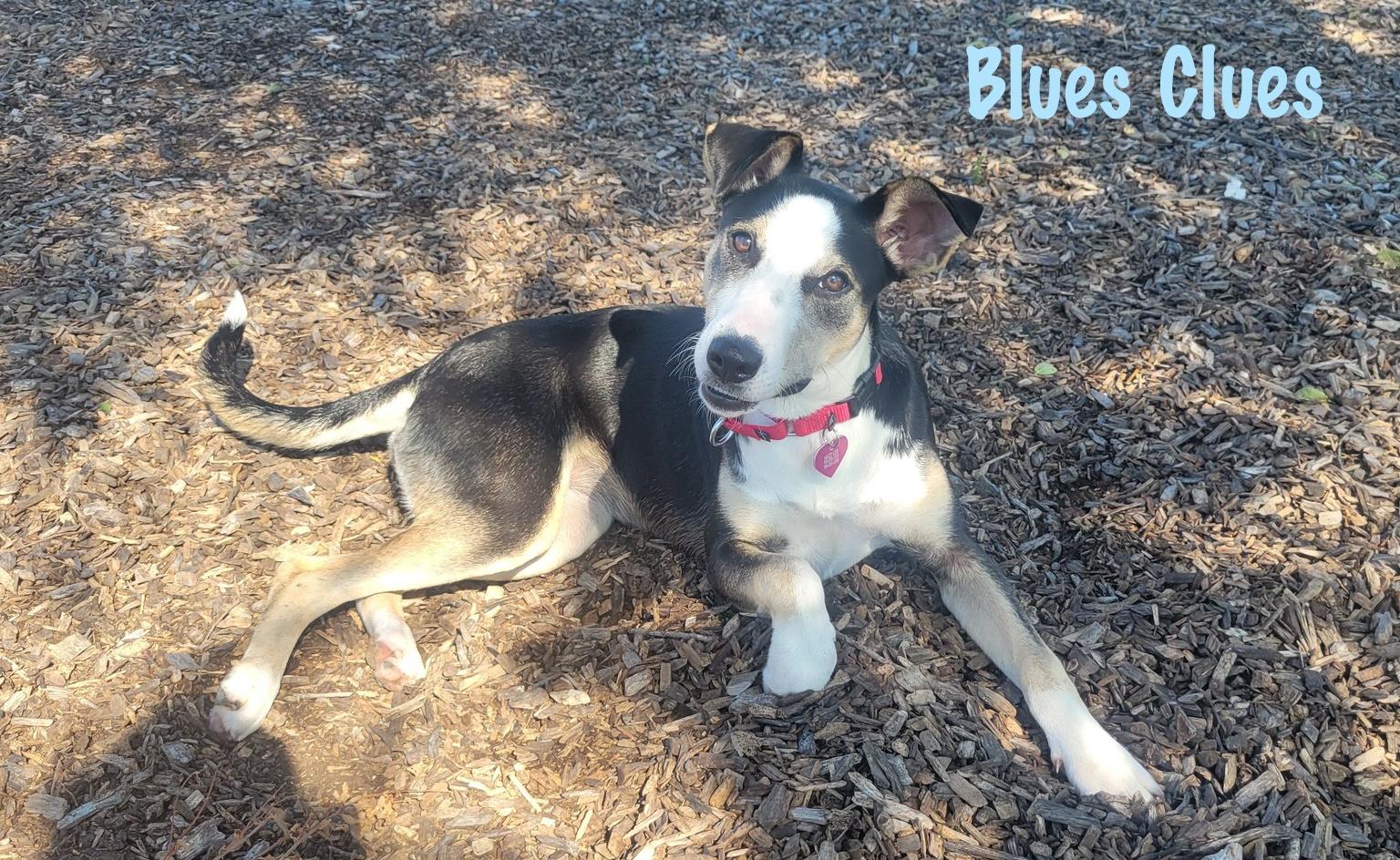 Enlarge Blues Clues, a Adoptable mixed breed in Elburn, IL image 6/6