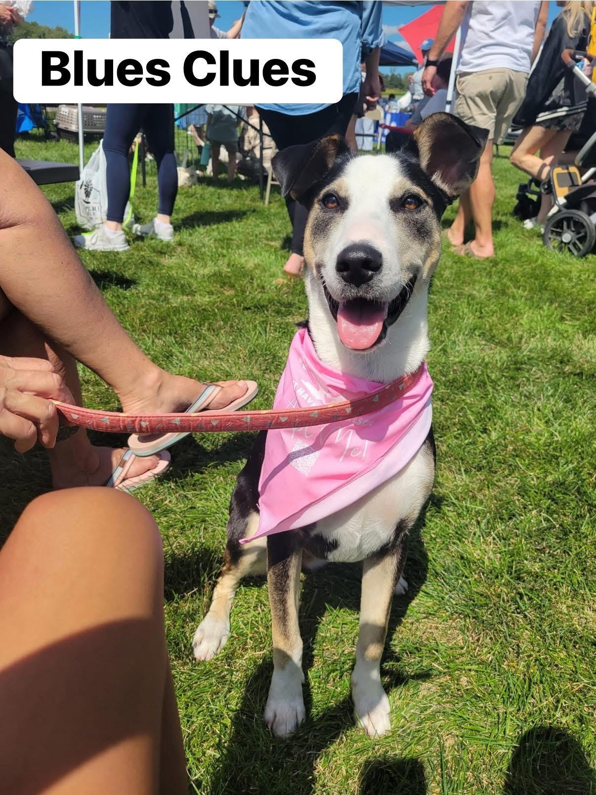Enlarge Blues Clues, a Adoptable mixed breed in Elburn, IL image 4/6