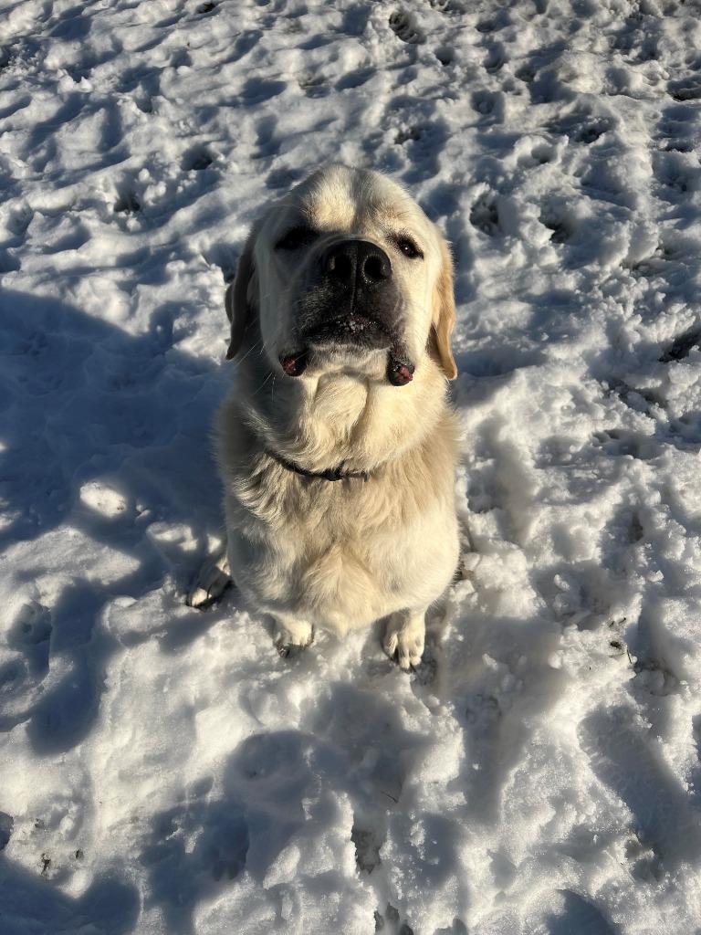 Enlarge ROWEN, a Adoptable mixed breed in Hastings, MI image 3/5
