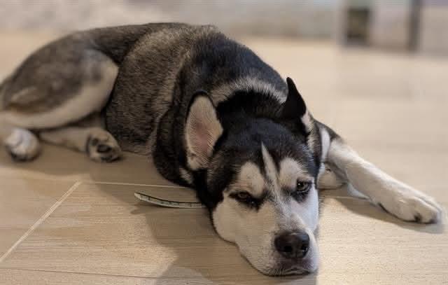 Richie, a Adoptable mixed breed in Concord, NH image 4/6