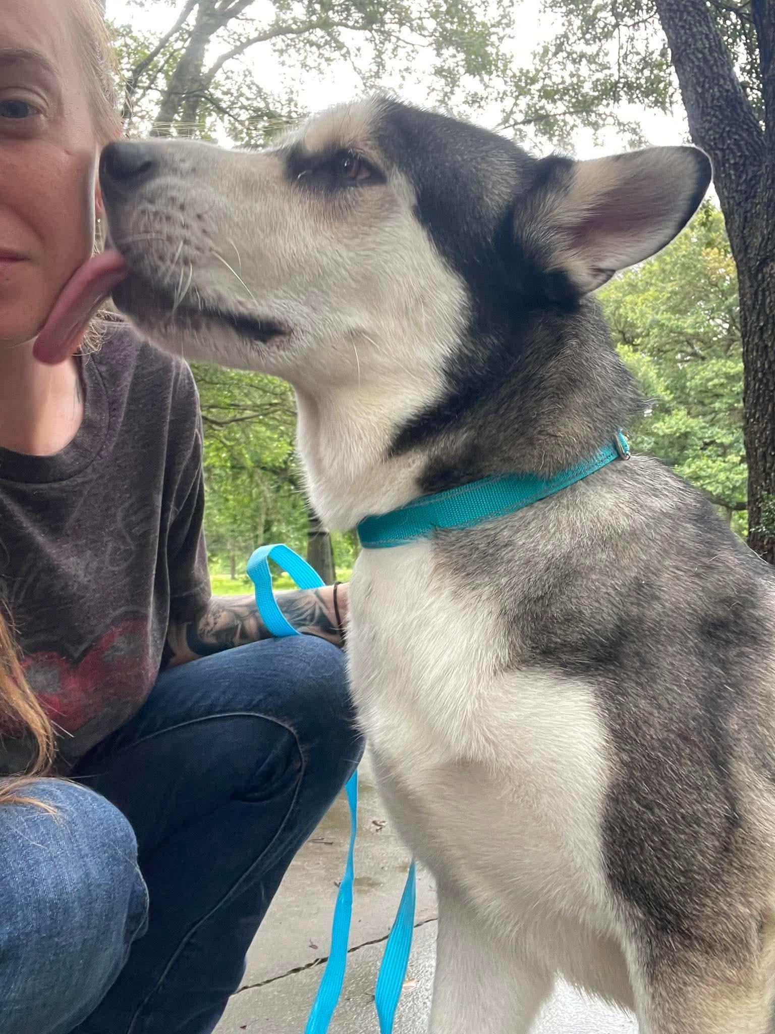 Richie, a Adoptable mixed breed in Concord, NH image 2/6