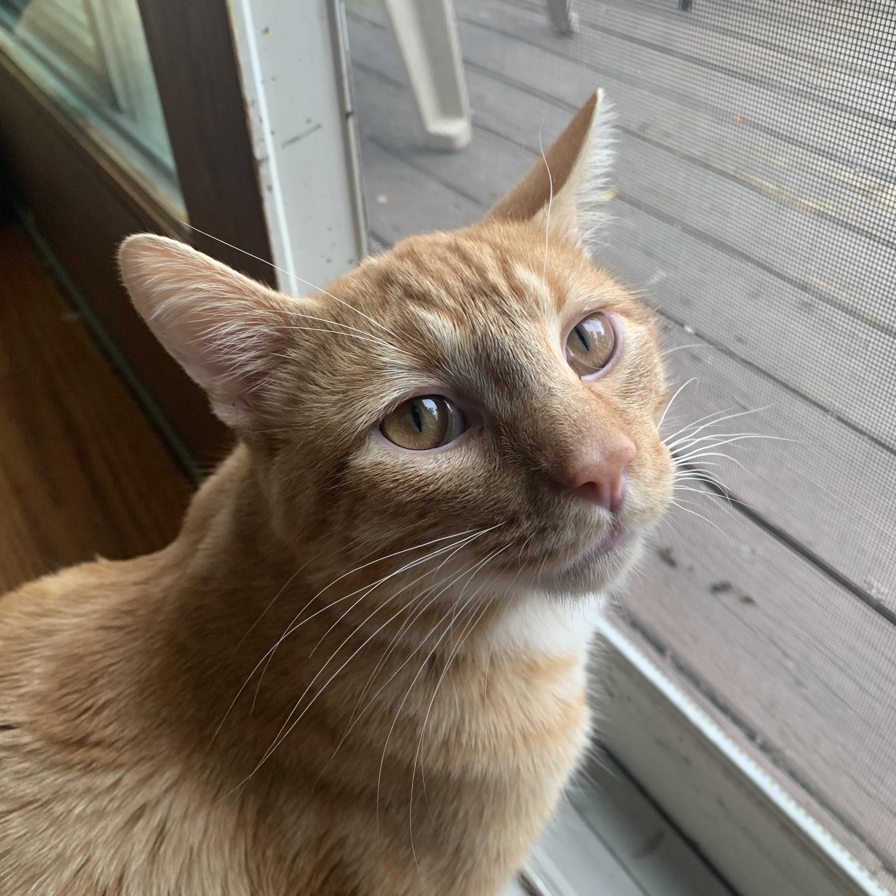 Allan, Adult Male Domestic Short Hair