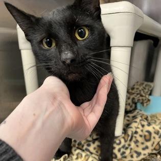 Harvey, Adoptable, Adult Male Domestic Short Hair & Mixed Breed.