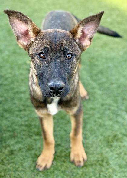 Enlarge Holly, an adopted mixed breed in Red Bluff, CA image 3/3