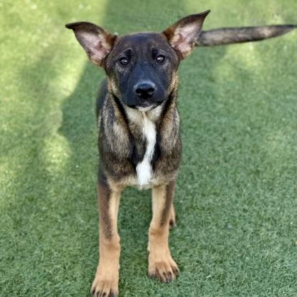 Enlarge Holly, an adopted mixed breed in Red Bluff, CA image 2/3