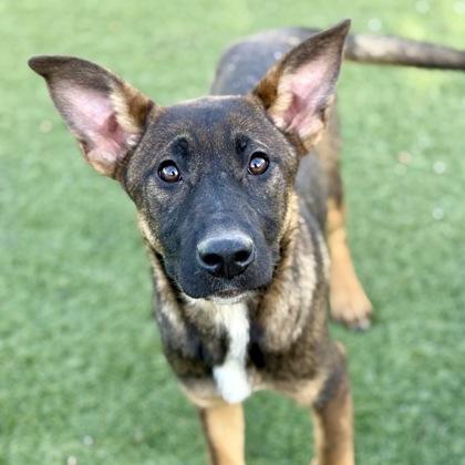Holly, ADOPTABLE, Young Female Belgian Shepherd / Malinois.