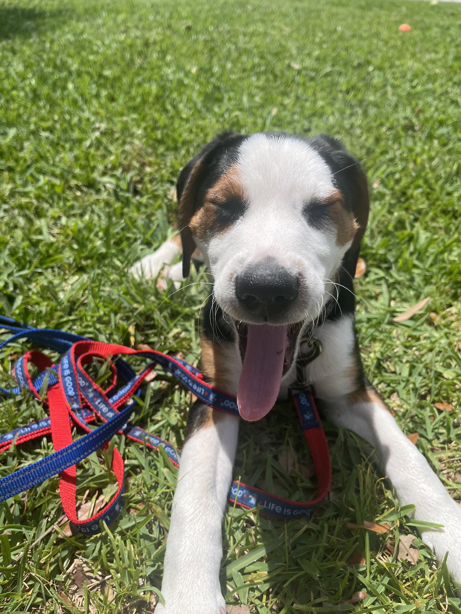 Enlarge Beau Duke, a Adoptable mixed breed in Valrico, FL image 2/3