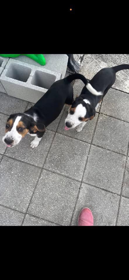 Enlarge Beau Duke, a Adoptable mixed breed in Valrico, FL image 3/3