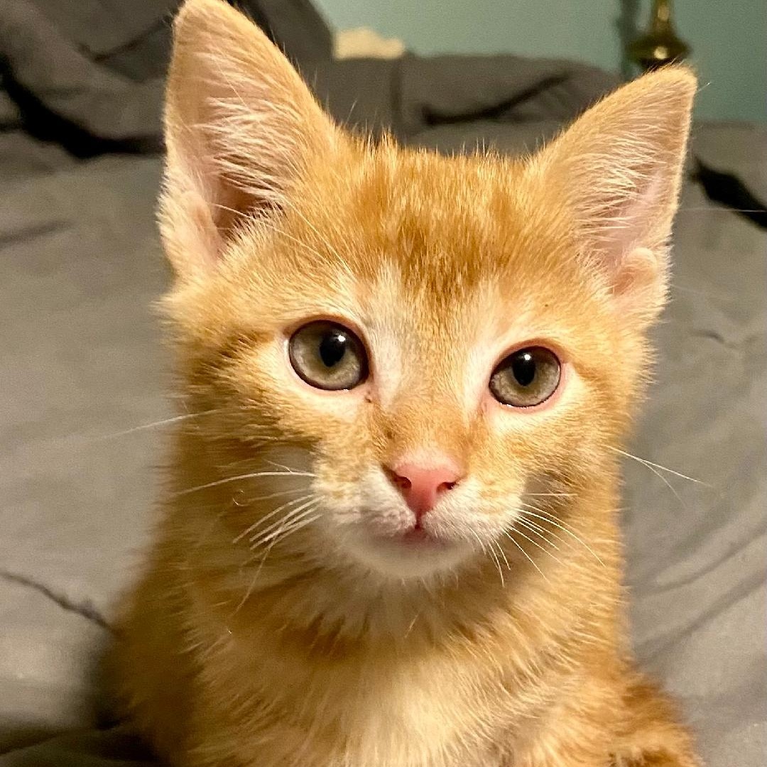 Orange kittens photo 2