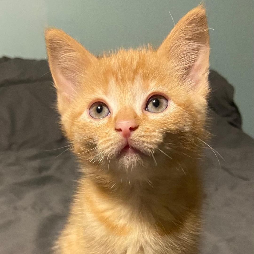 Orange kittens photo 1