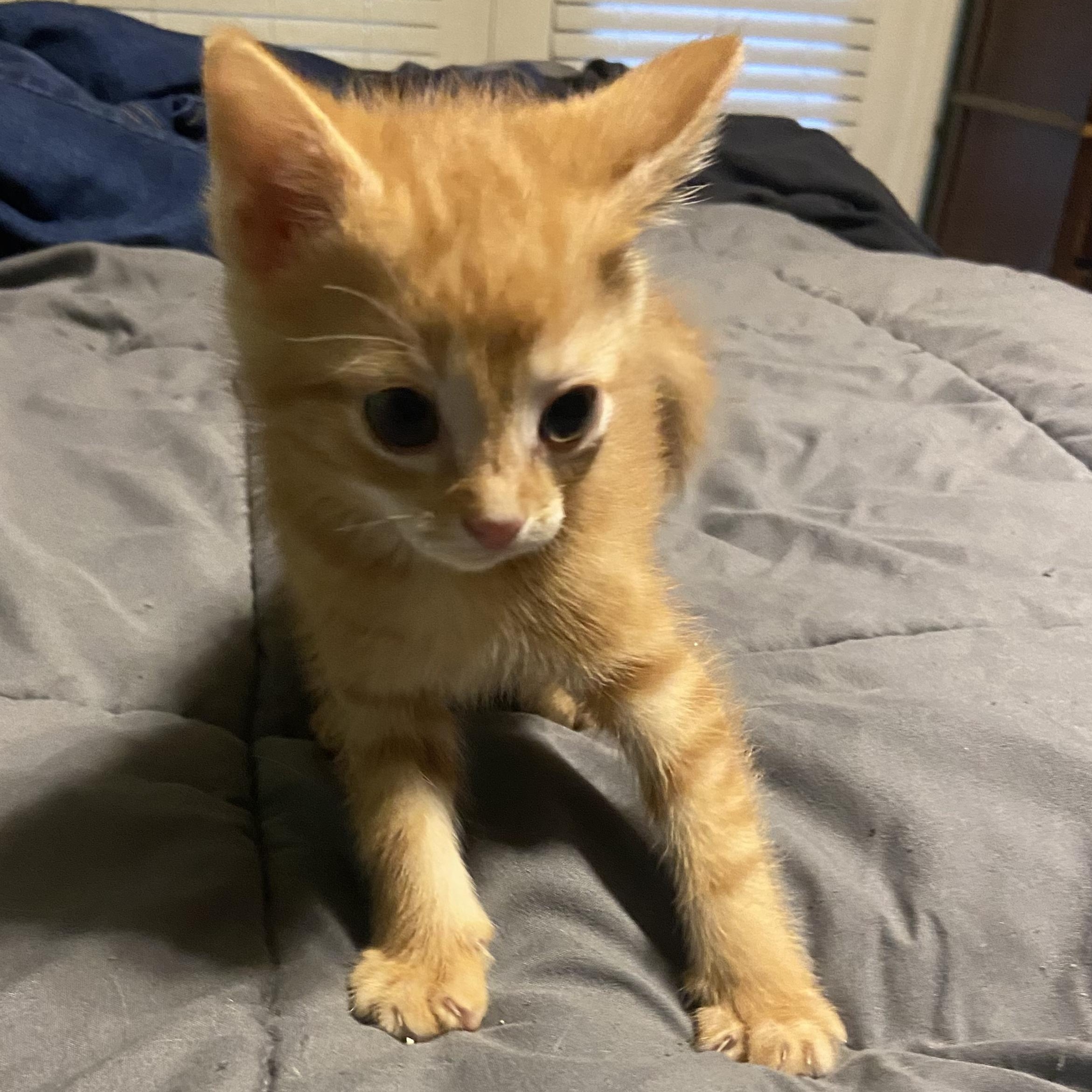 Orange kittens photo 3