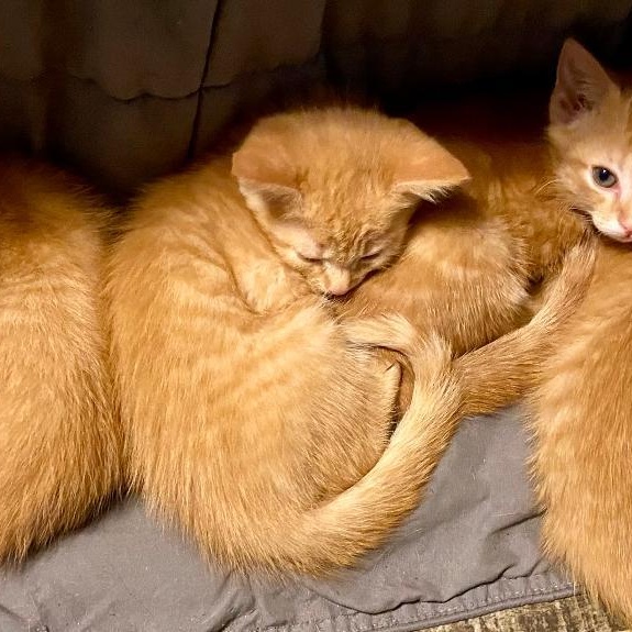 Orange kittens photo 5