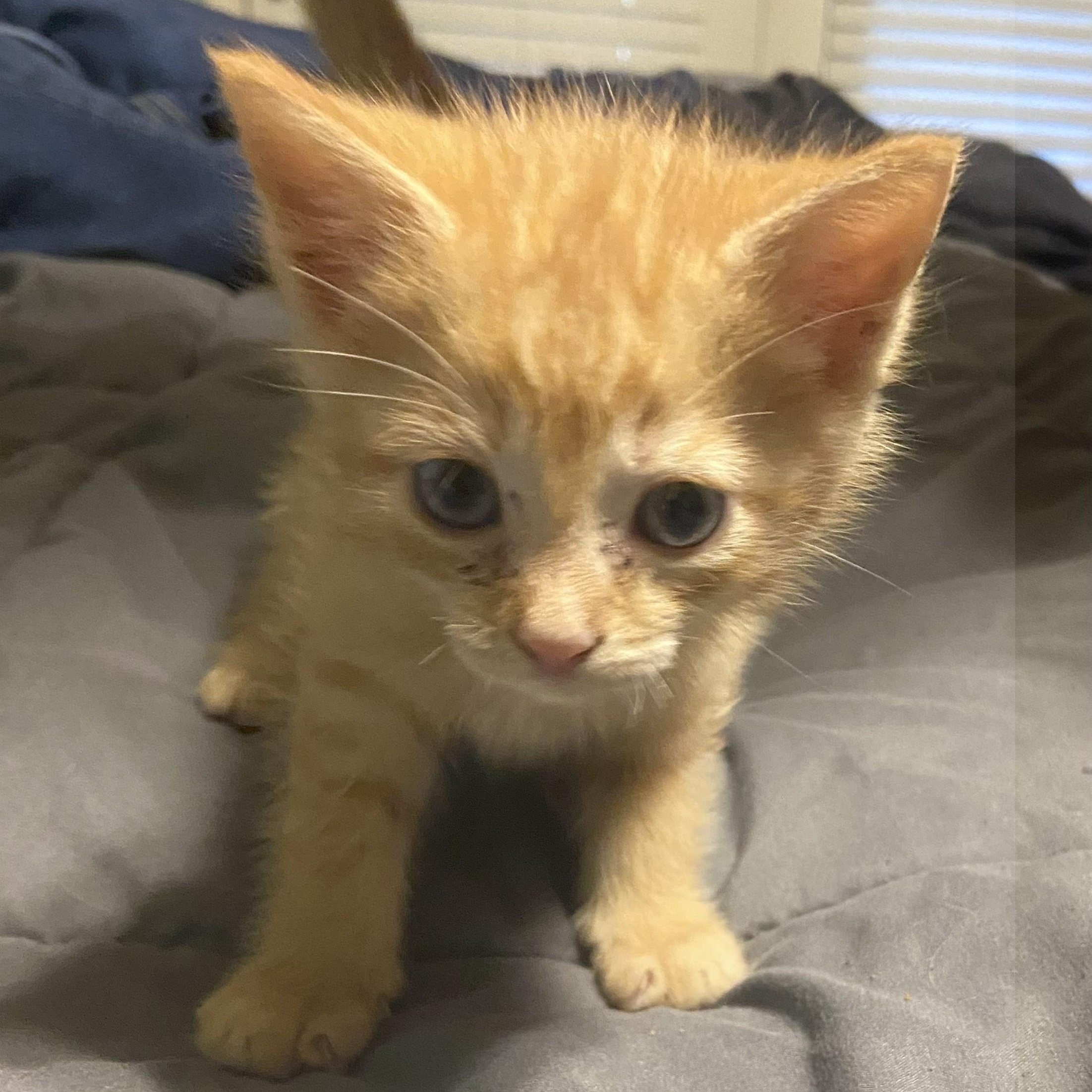 Orange kittens photo 4