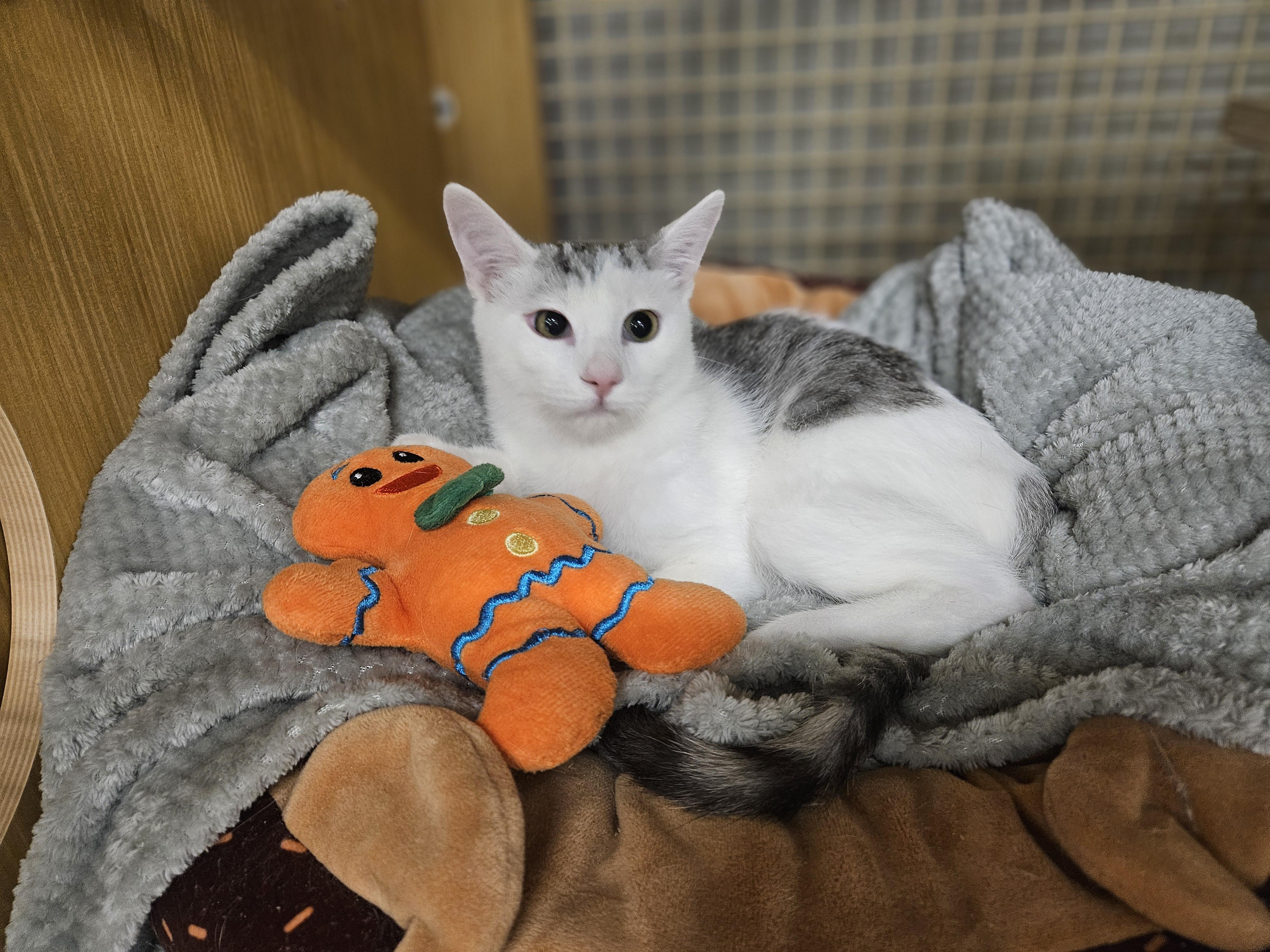 Enlarge Spitty Cuddles , an adopted Domestic Short Hair in Phoenix, AZ image 1/6