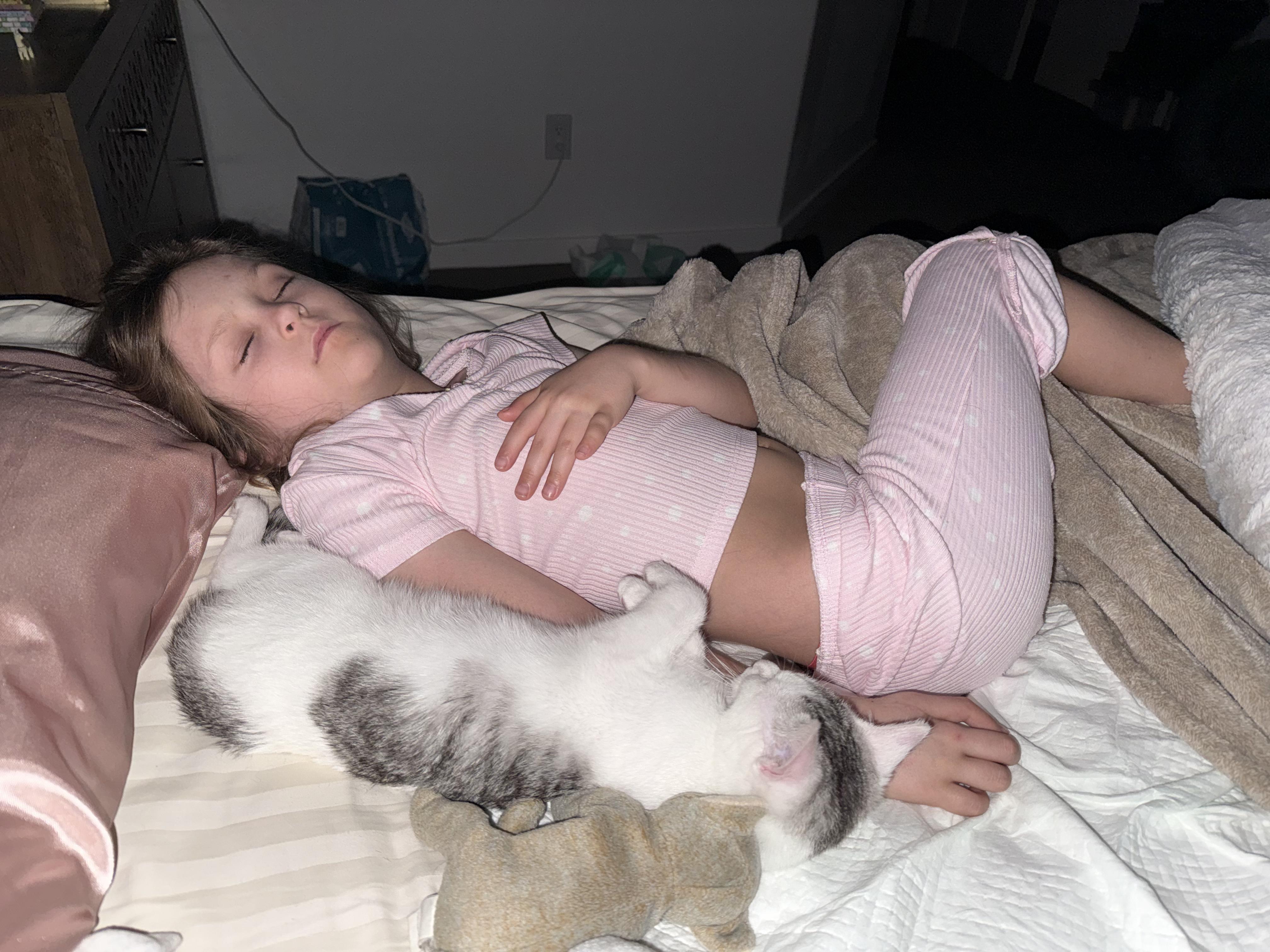 Enlarge Spitty Cuddles , an adopted Domestic Short Hair in Phoenix, AZ image 6/6