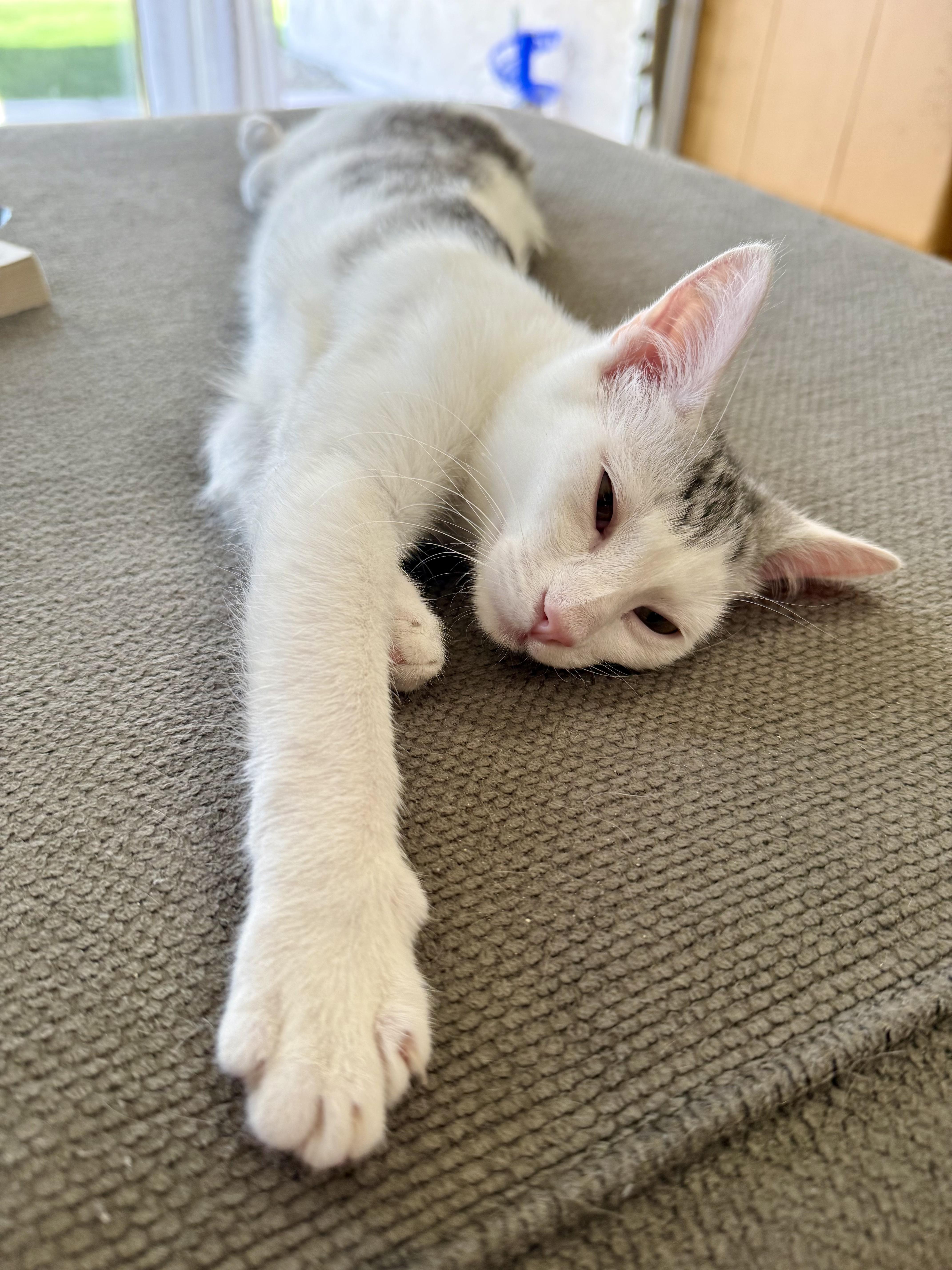 Enlarge Spitty Cuddles , an adopted Domestic Short Hair in Phoenix, AZ image 4/6