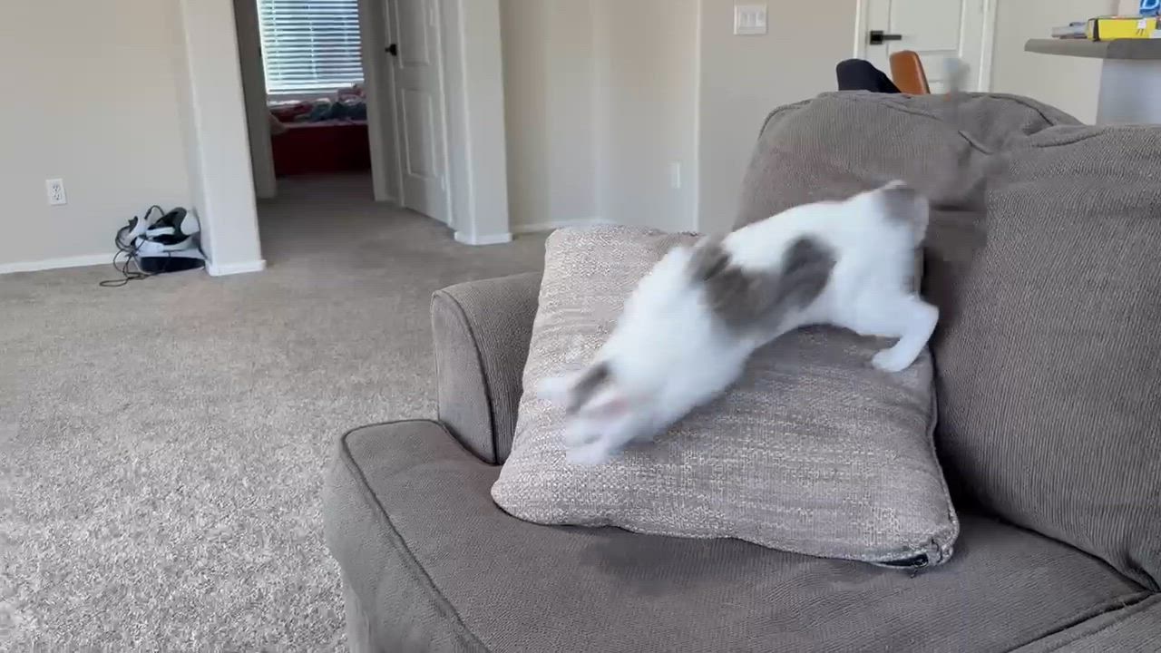 Enlarge Spitty Cuddles , an adopted Domestic Short Hair in Phoenix, AZ video 5/6