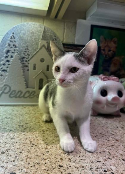 Enlarge Ginny, a ADOPTABLE Domestic Short Hair in Warr Acres, OK image 1/1