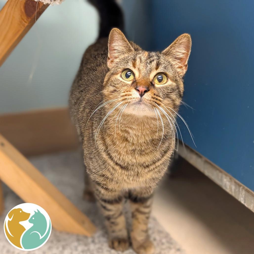 Lillian, Adoptable, Young Female Domestic Short Hair.