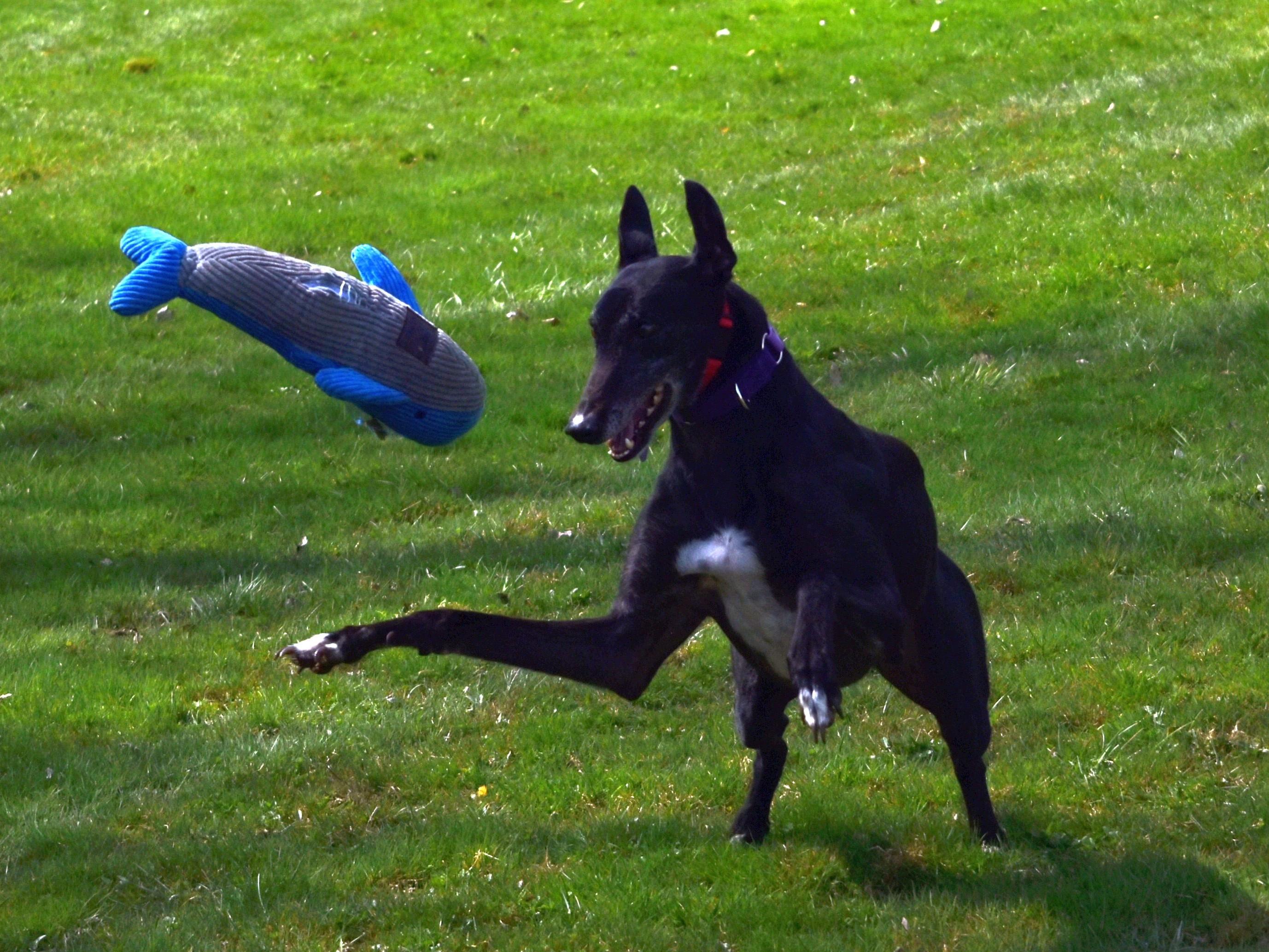 Superior Hope "Farrah", Adopted, Adult Female Greyhound.