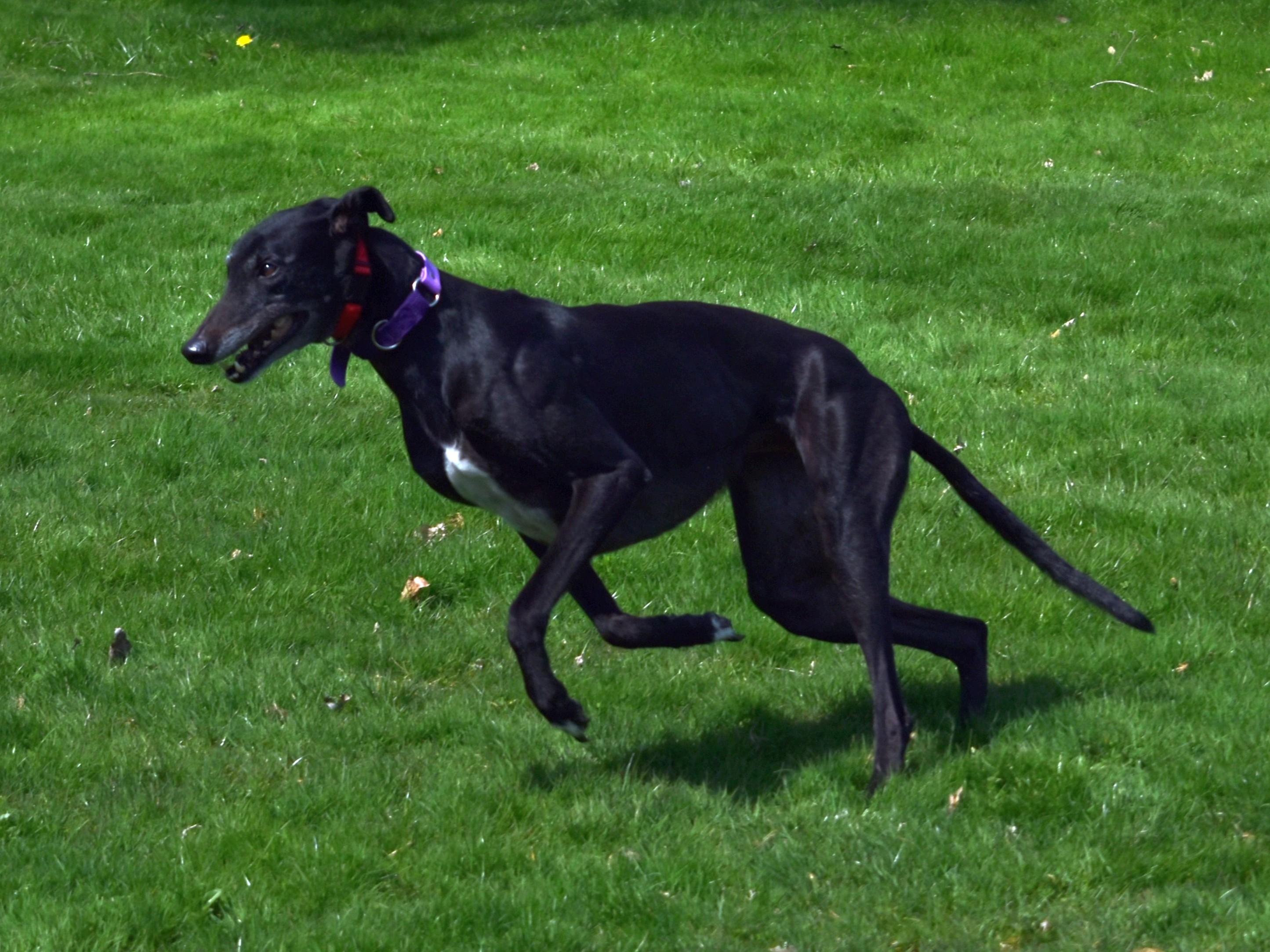 Enlarge Superior Hope "Farrah", a Adopted Greyhound in Chagrin Falls, OH image 5/6