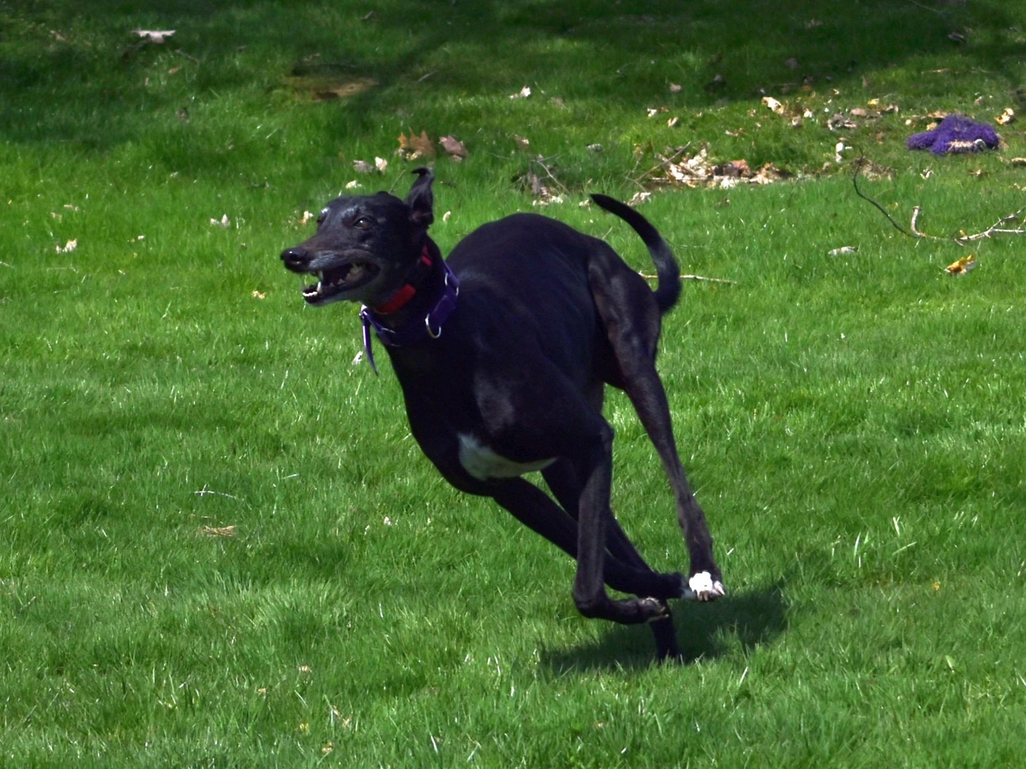 Enlarge Superior Hope "Farrah", a Adopted Greyhound in Chagrin Falls, OH image 6/6