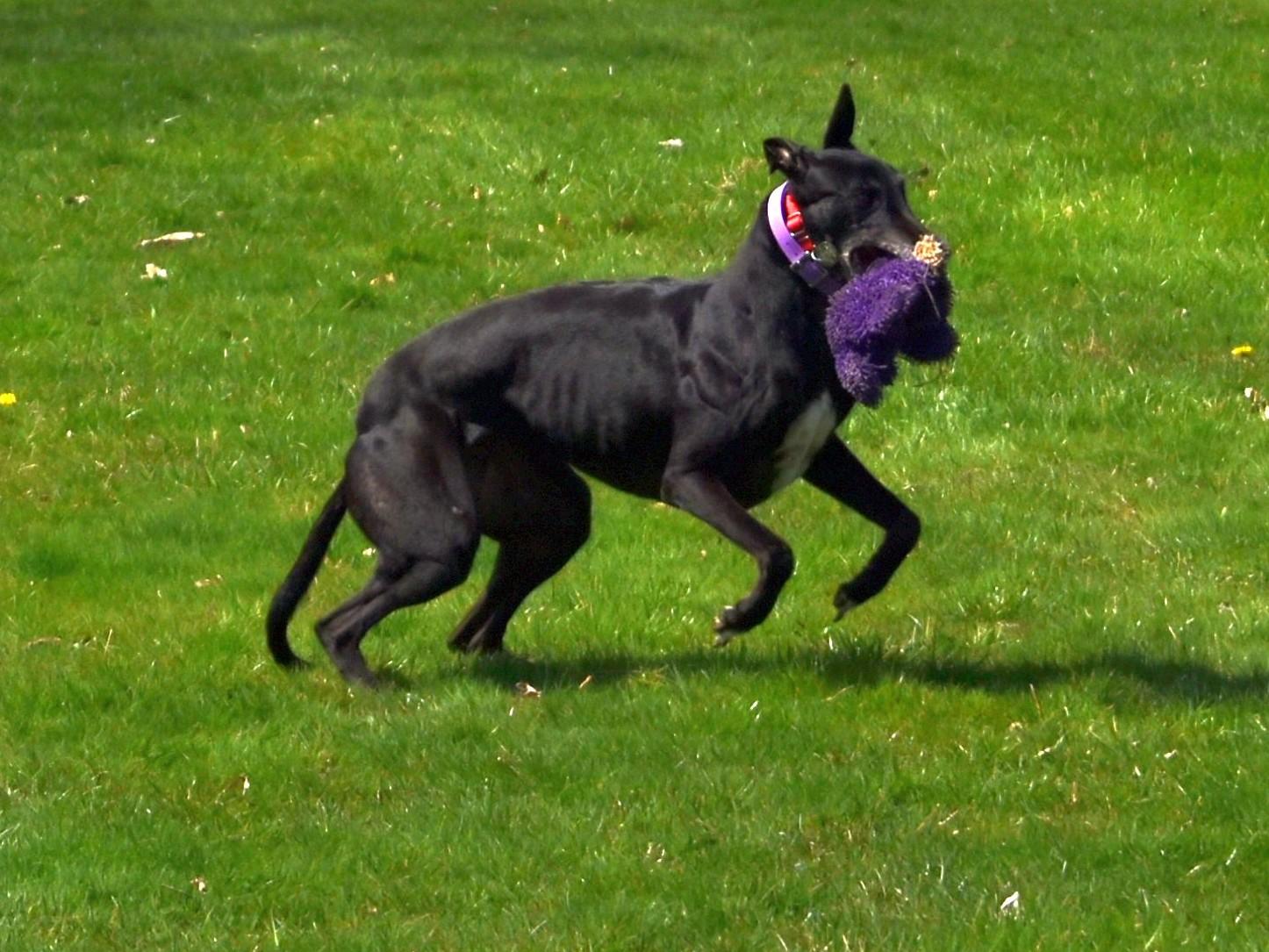 Enlarge Superior Hope "Farrah", a Adopted Greyhound in Chagrin Falls, OH image 4/6