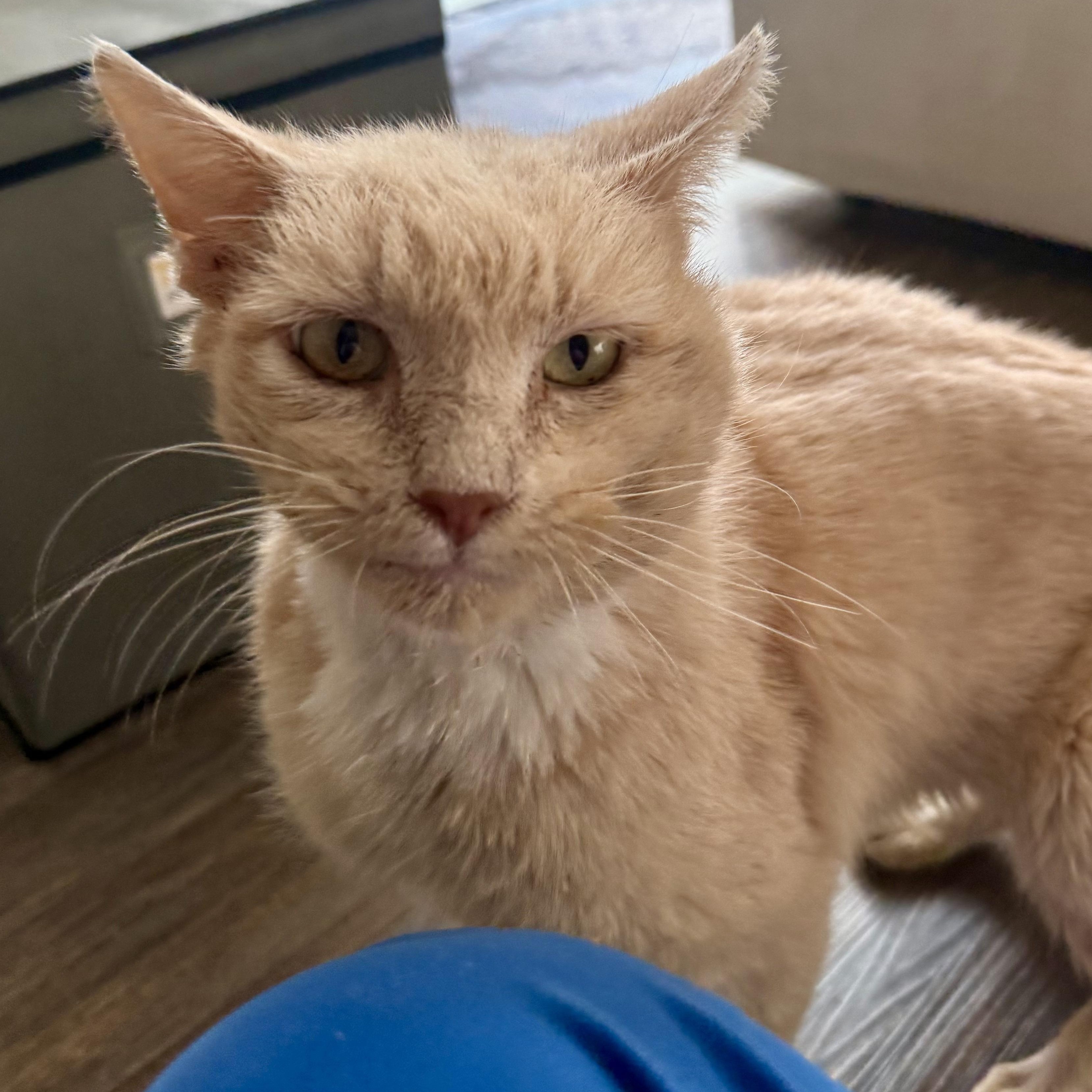 Harry, ADOPTABLE, Senior Male Tabby & Domestic Short Hair.