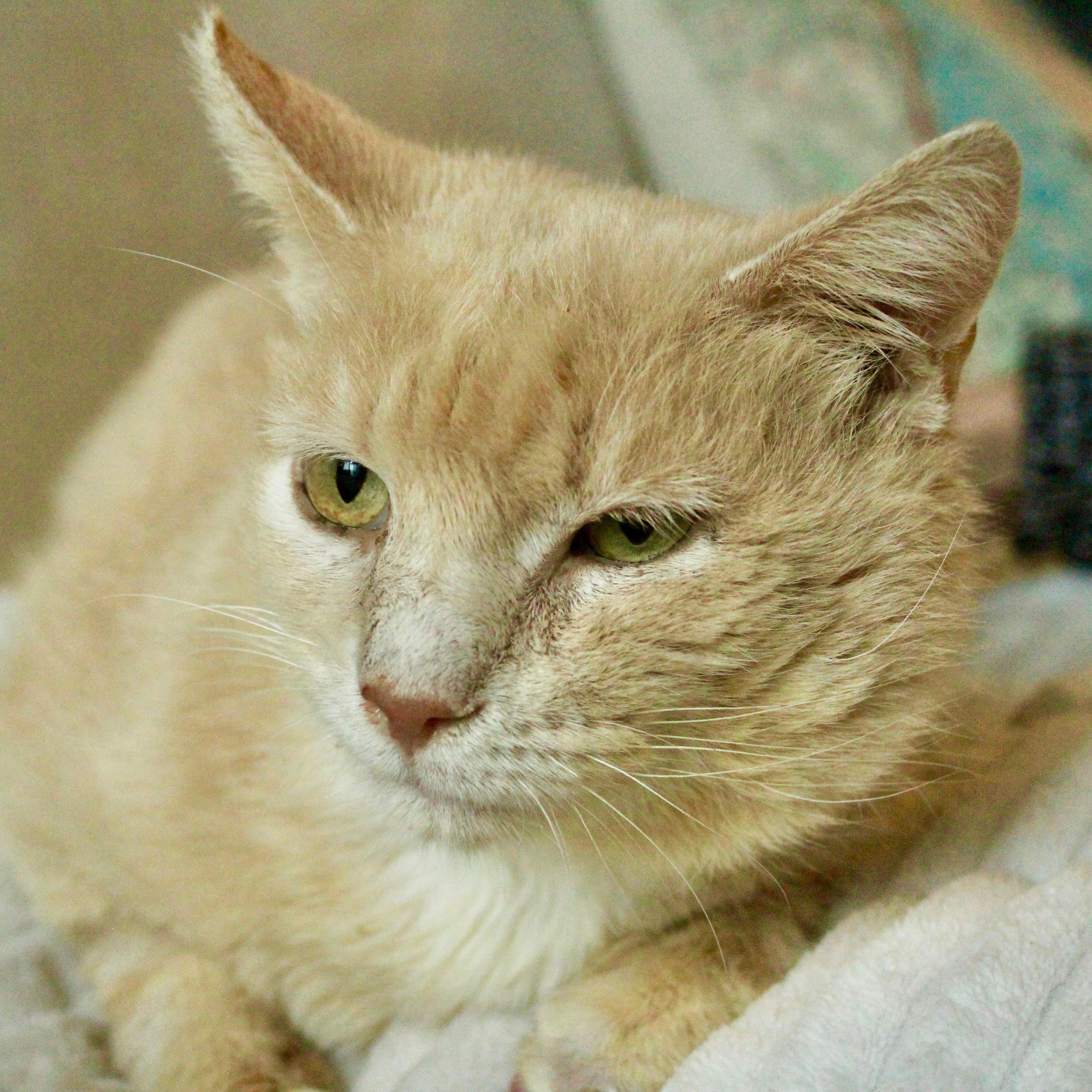 Harry, a ADOPTABLE mixed breed in Hyattsville, MD image 4/6