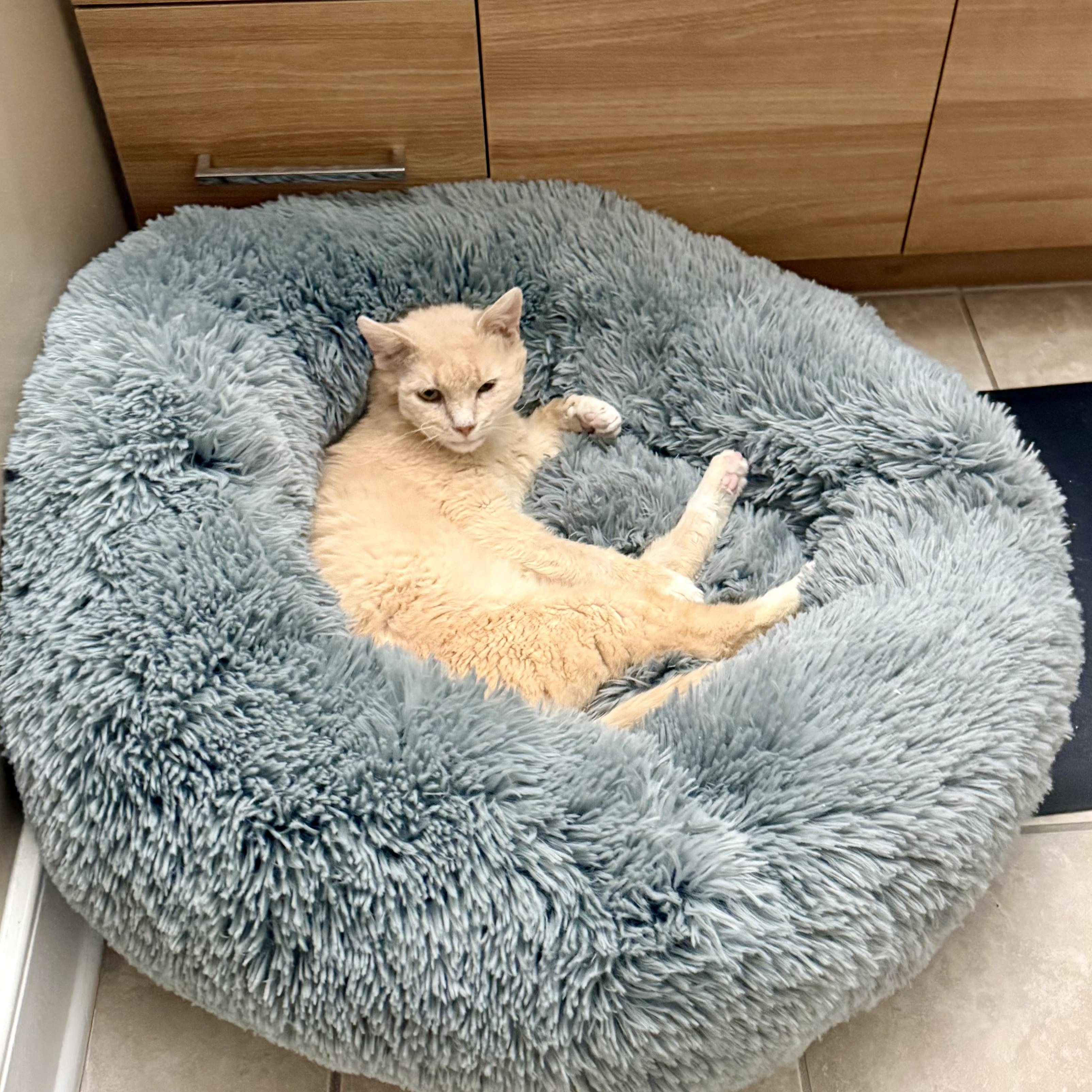 Enlarge Harry Potter, a ADOPTABLE mixed breed in Hyattsville, MD image 3/6