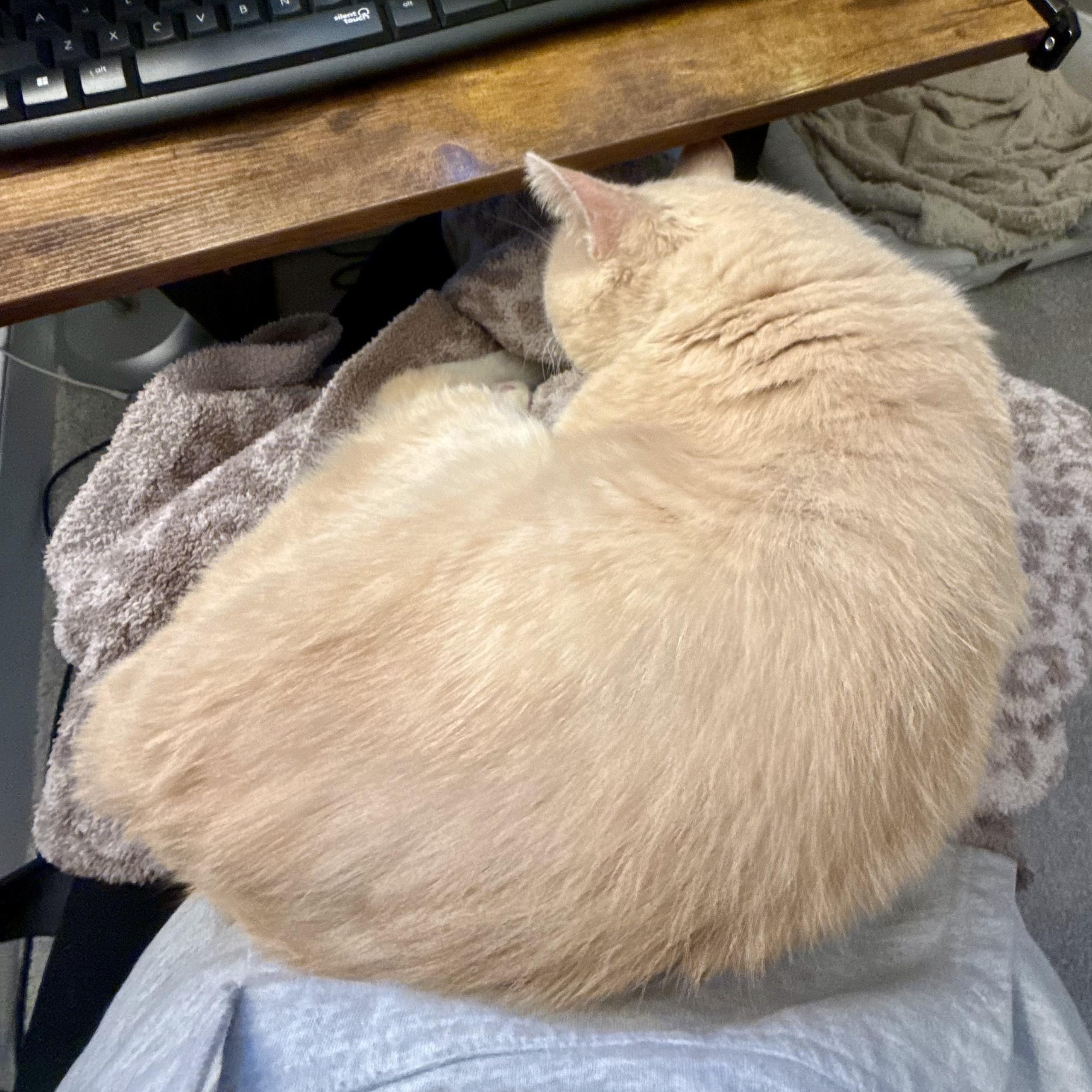 Enlarge Harry Potter, a ADOPTABLE mixed breed in Hyattsville, MD image 5/6