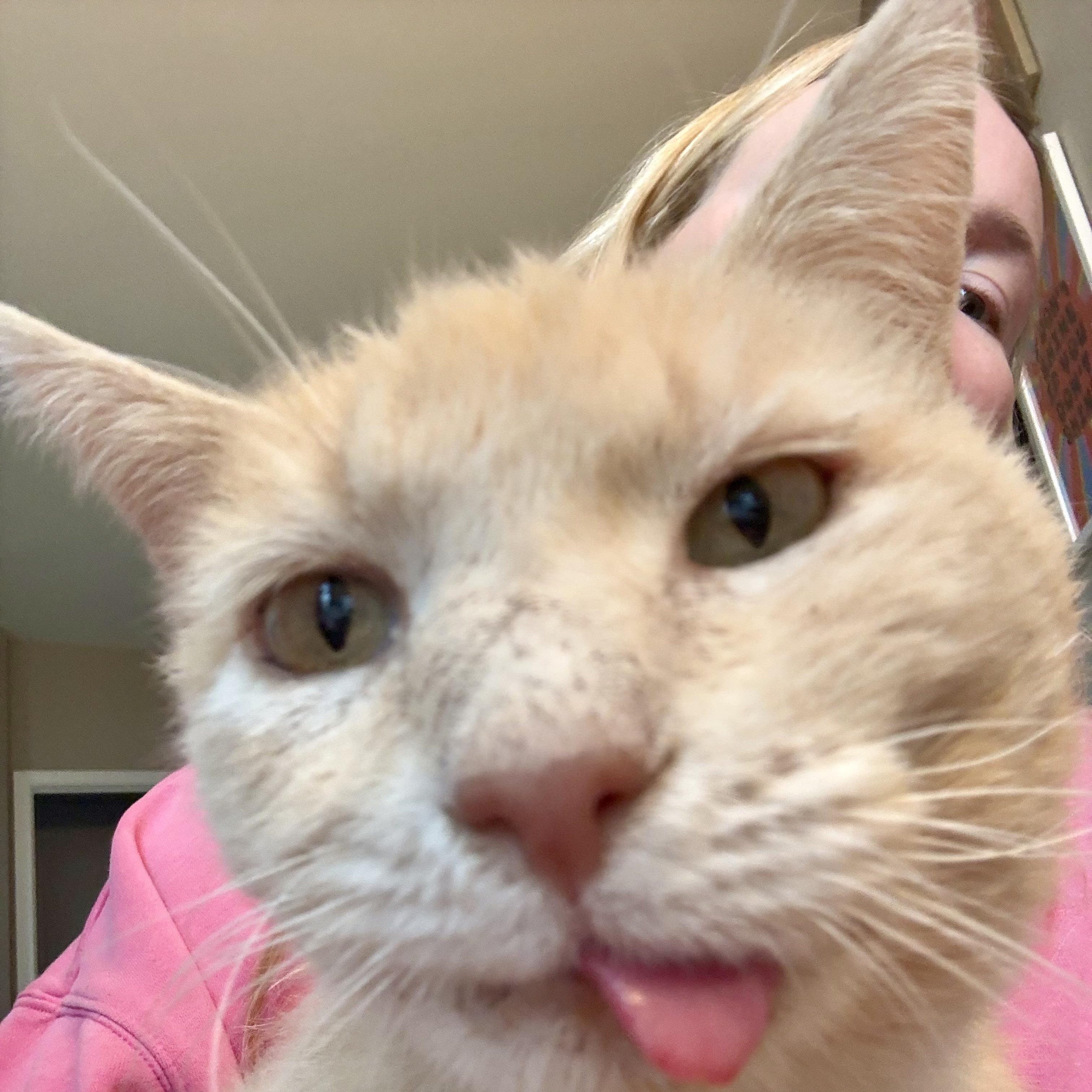 Harry Potter, ADOPTABLE, Senior Male Tabby & Domestic Short Hair.