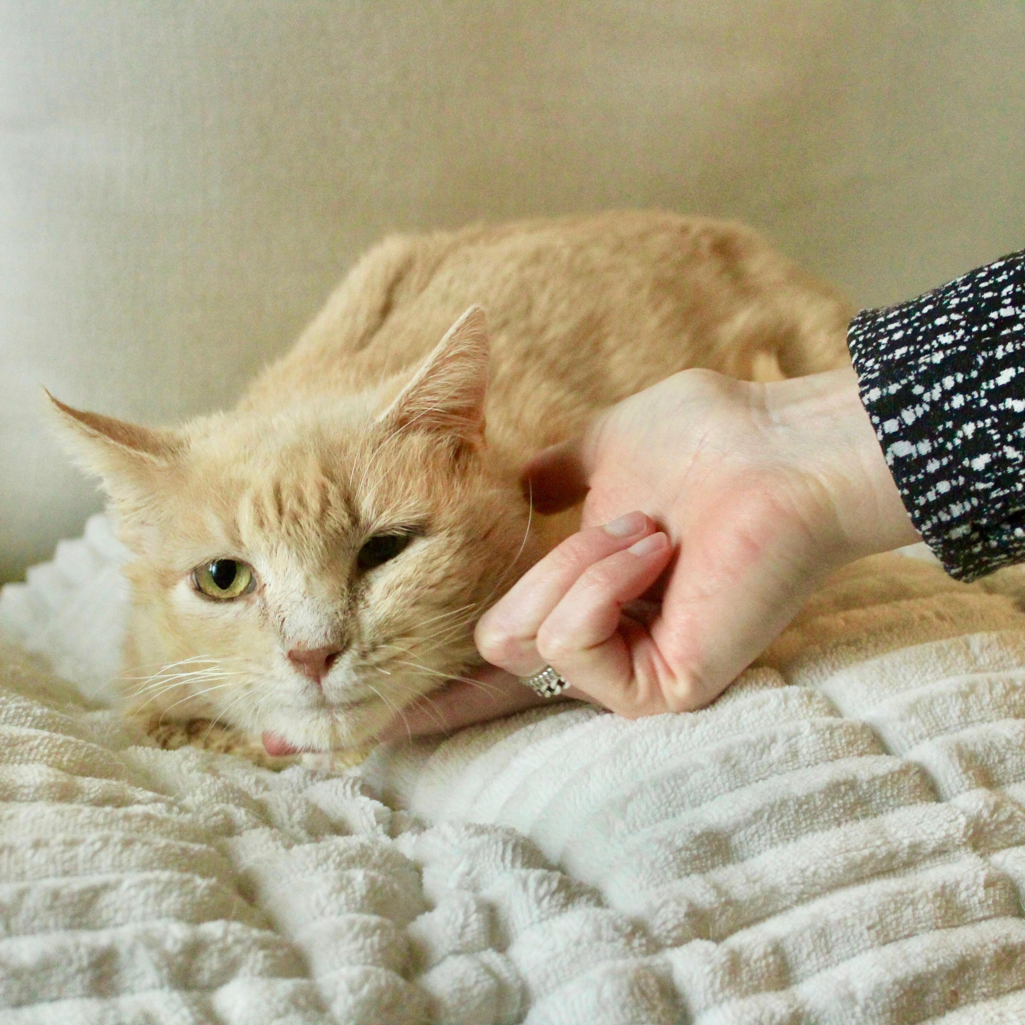 Harry, ADOPTABLE, Senior Male Tabby & Domestic Short Hair.