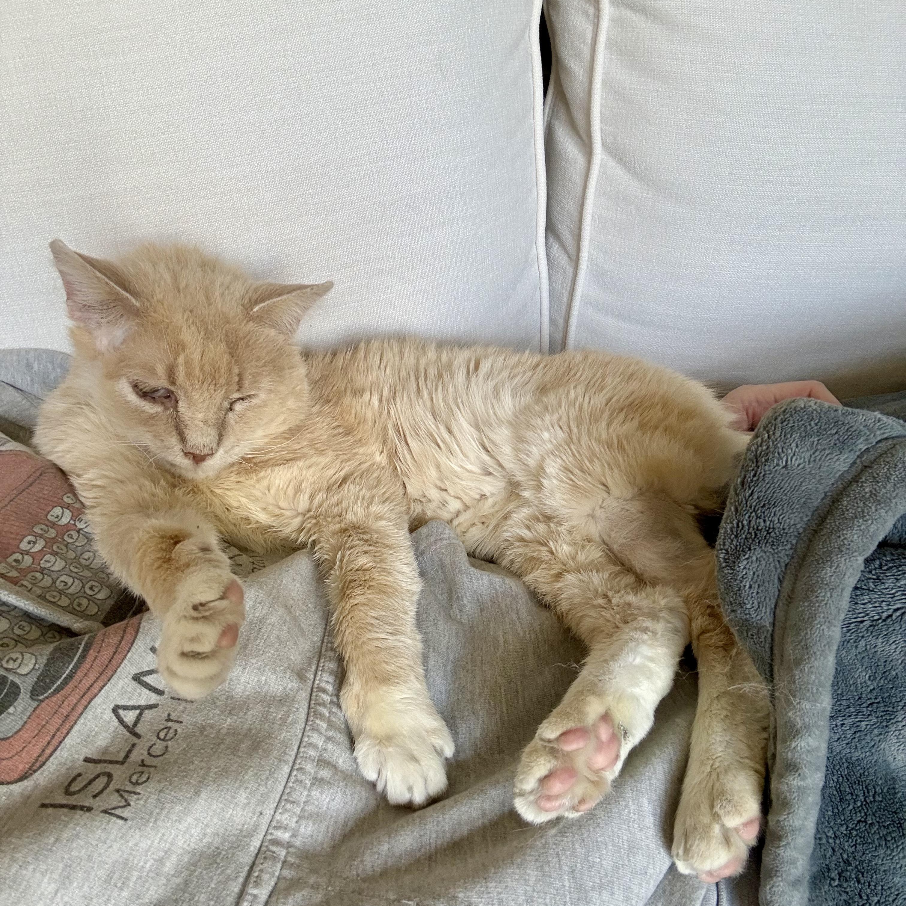 Enlarge Harry Potter, a ADOPTABLE mixed breed in Hyattsville, MD image 4/6