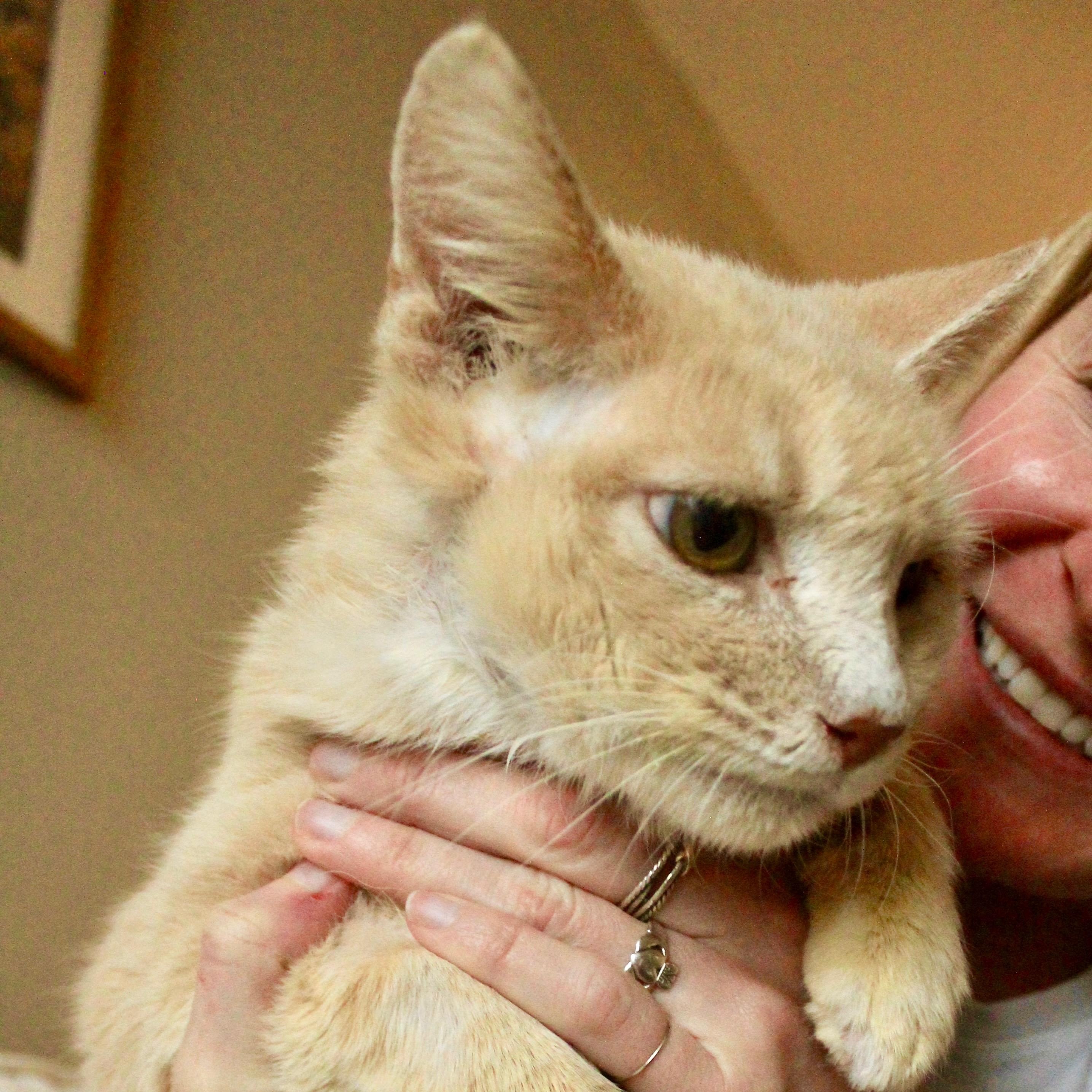 Harry, ADOPTABLE, Senior Male Tabby & Domestic Short Hair.