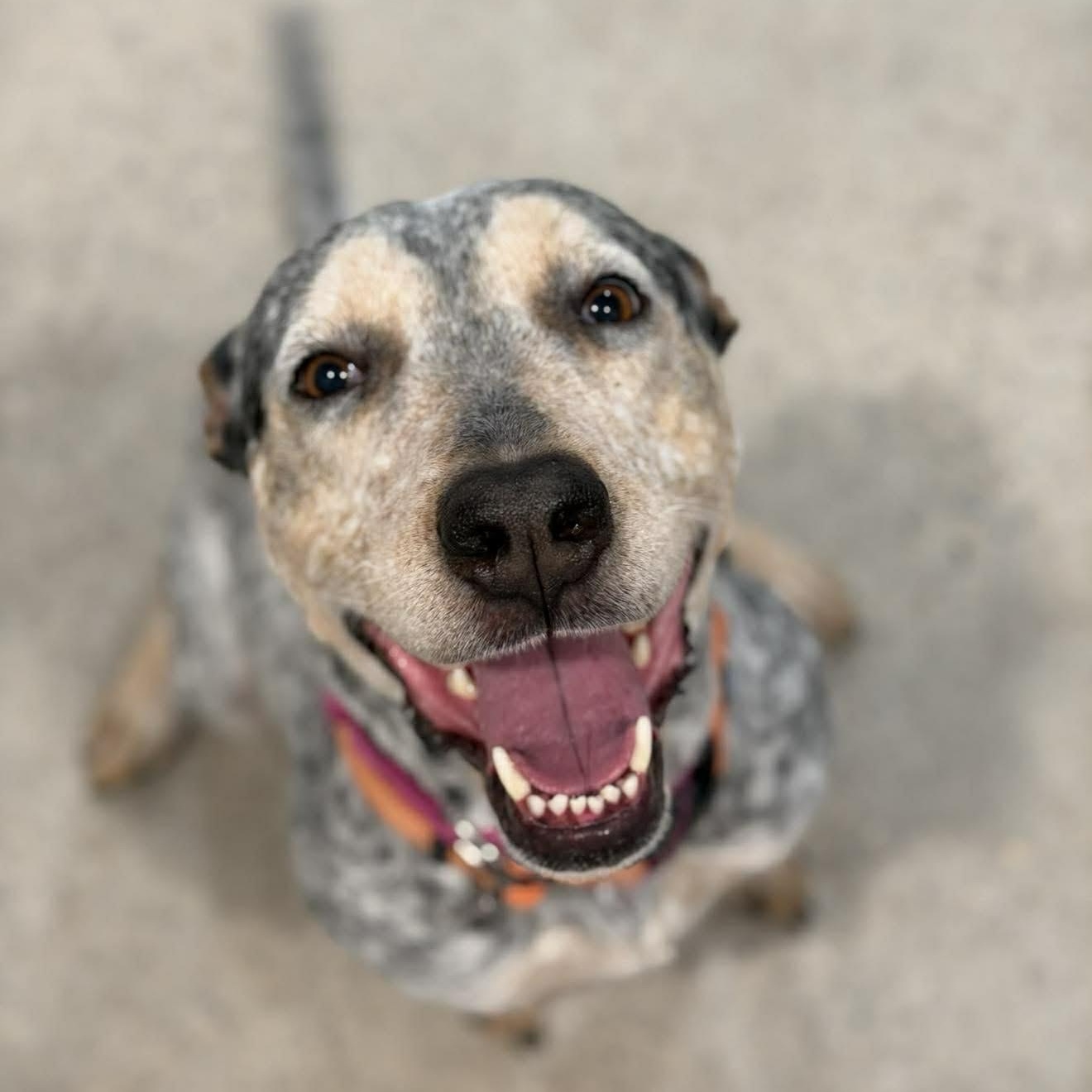 Junebug, ADOPTABLE, Adult Female Australian Cattle Dog / Blue Heeler.