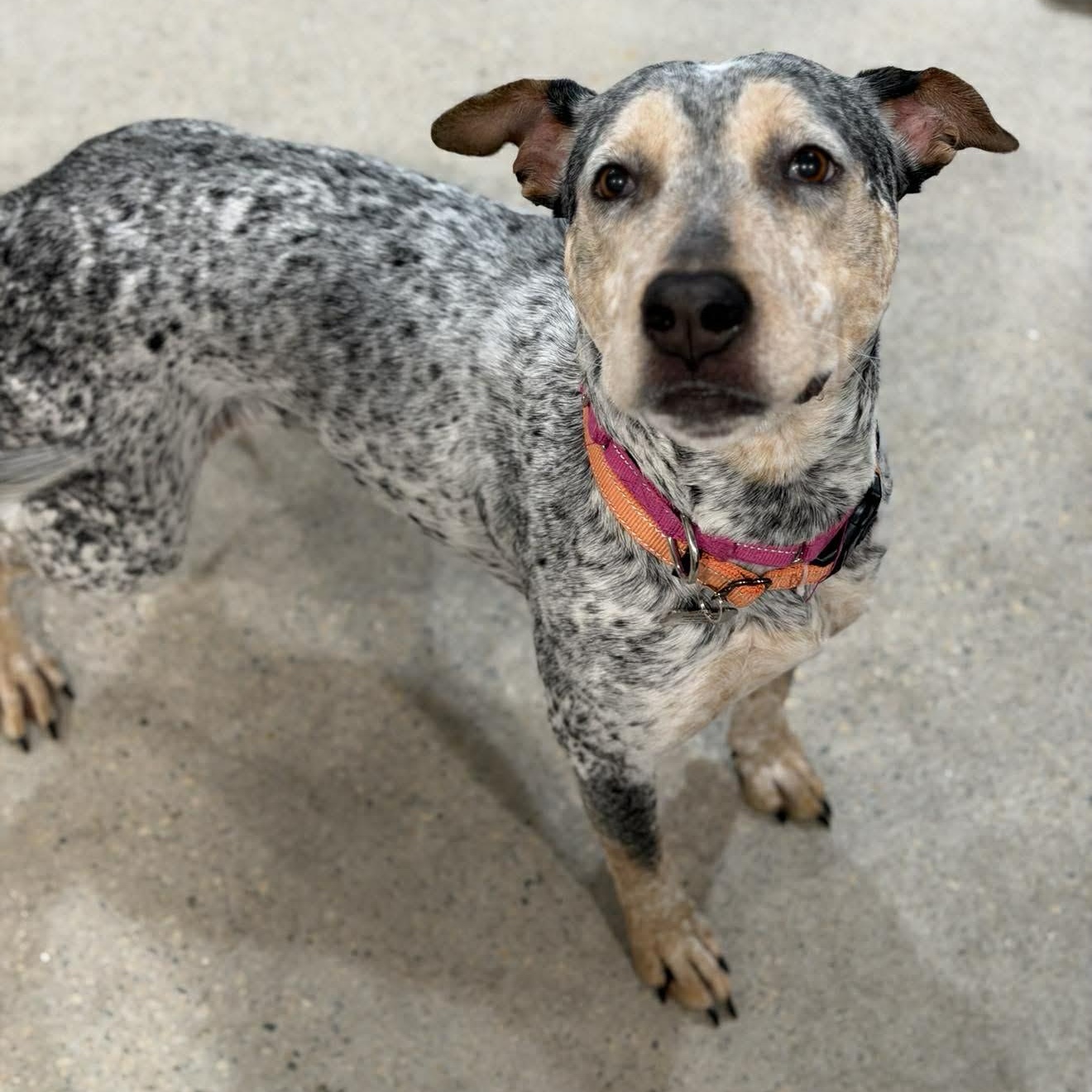 Enlarge Junebug, a Adoptable mixed breed in Grand Forks, ND image 2/3