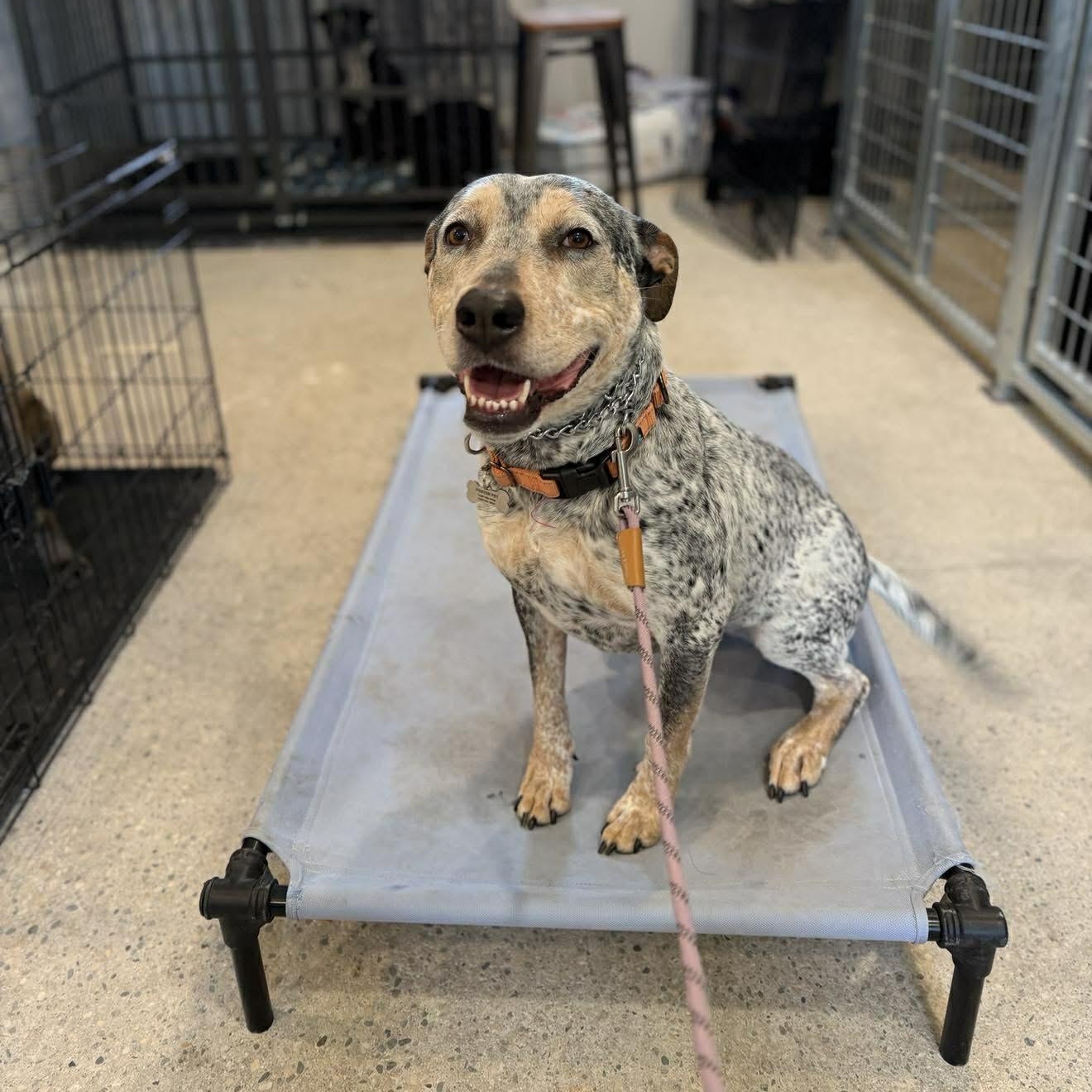 Enlarge Junebug, a Adoptable mixed breed in Grand Forks, ND image 3/3