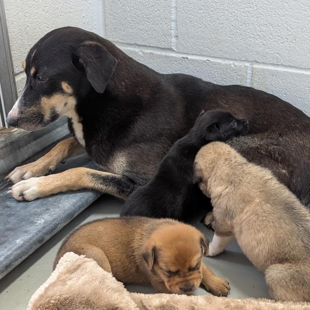 Marka, Adoptable, Adult Female German Shepherd Dog & Mixed Breed.