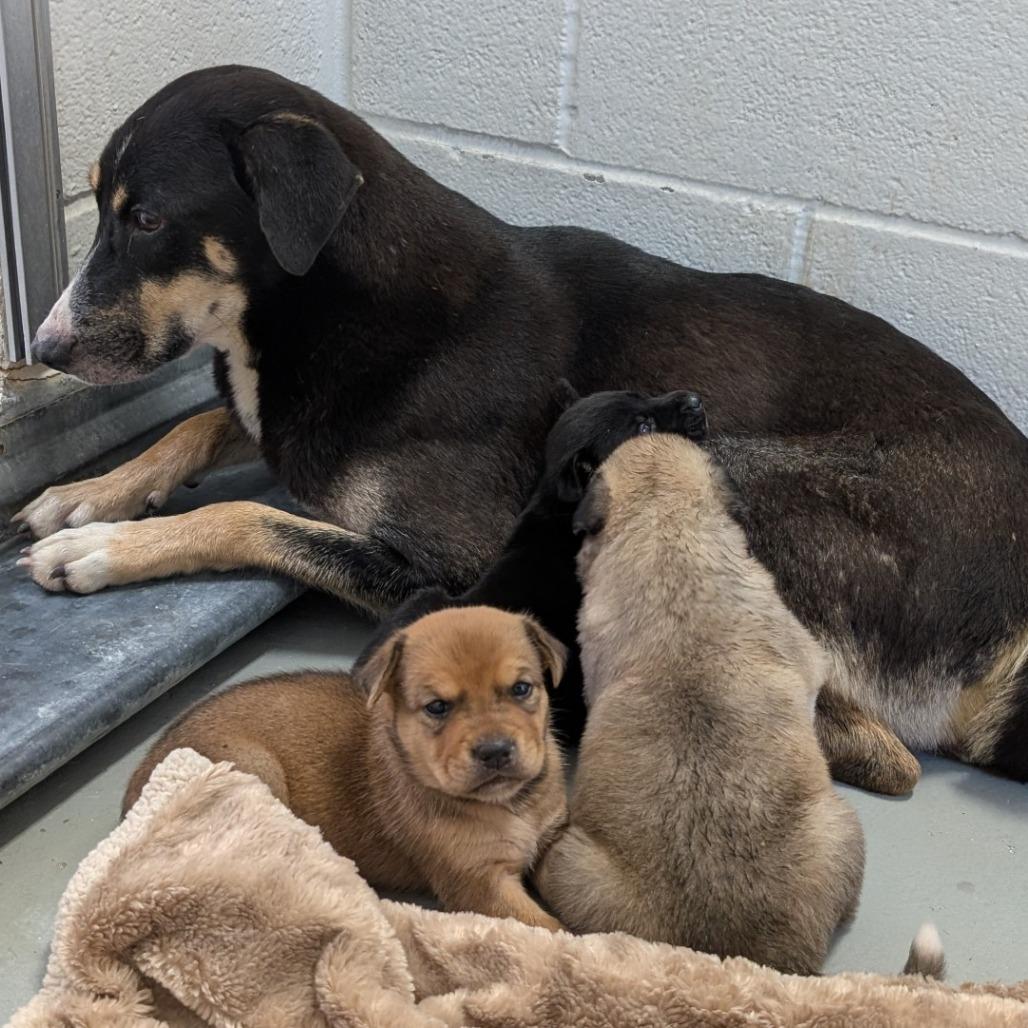 Marka, a Adoptable mixed breed in Buchanan Dam, TX image 2/5