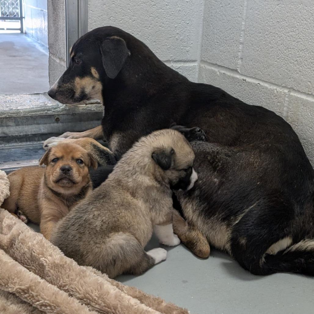 Marka, a Adoptable mixed breed in Buchanan Dam, TX image 3/5