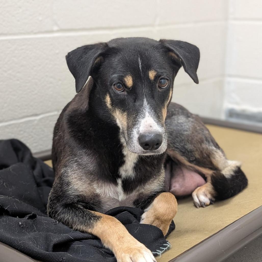 Marka, a Adoptable mixed breed in Buchanan Dam, TX image 4/5