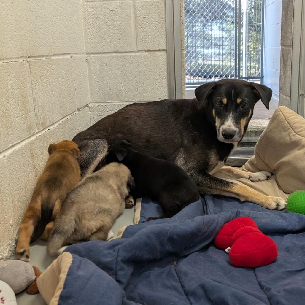 Marka, a Adoptable mixed breed in Buchanan Dam, TX image 5/5
