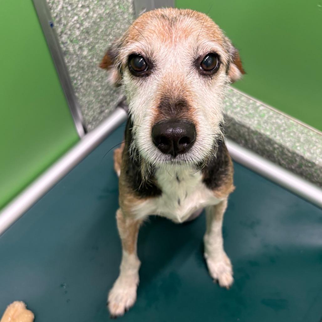 Brownie, Adoptable, Senior Female Schnauzer & Terrier.