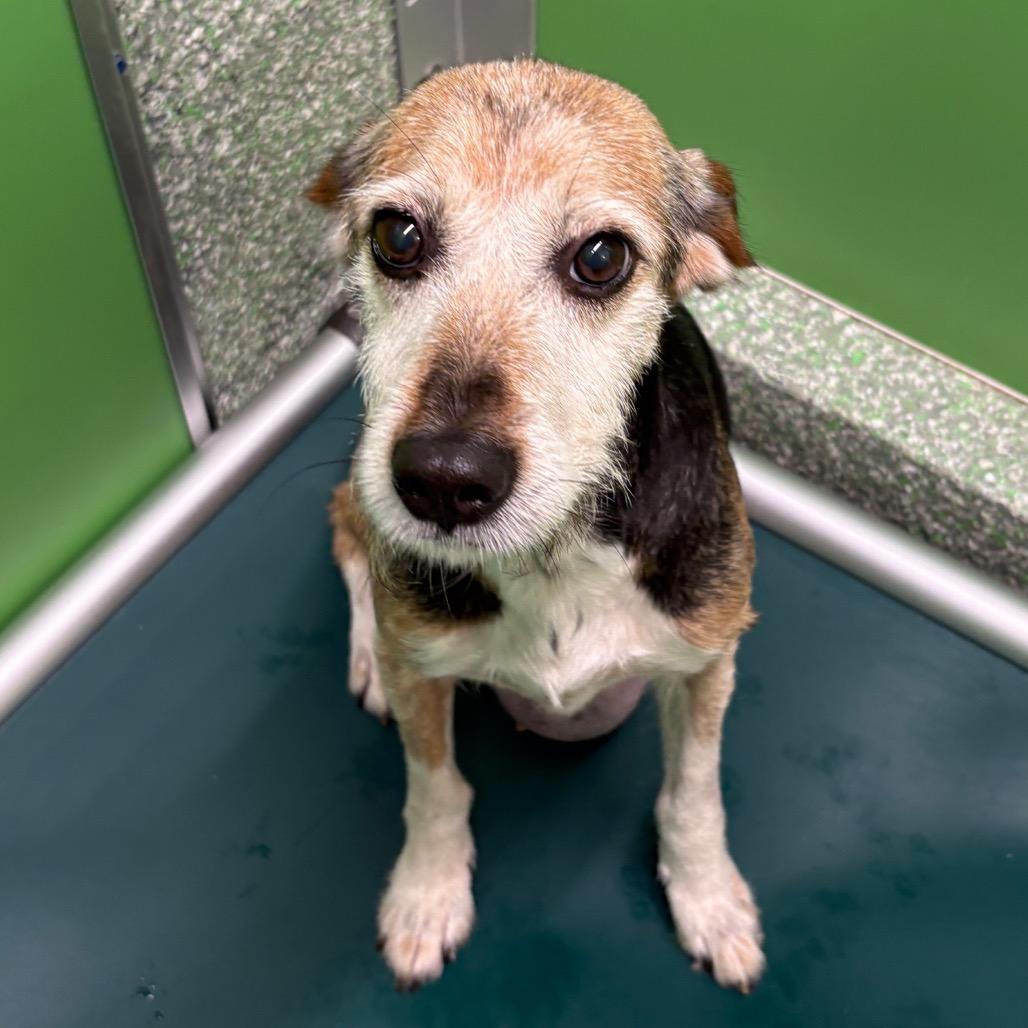 Enlarge Brownie, a Adoptable mixed breed in Calverton, NY image 2/2