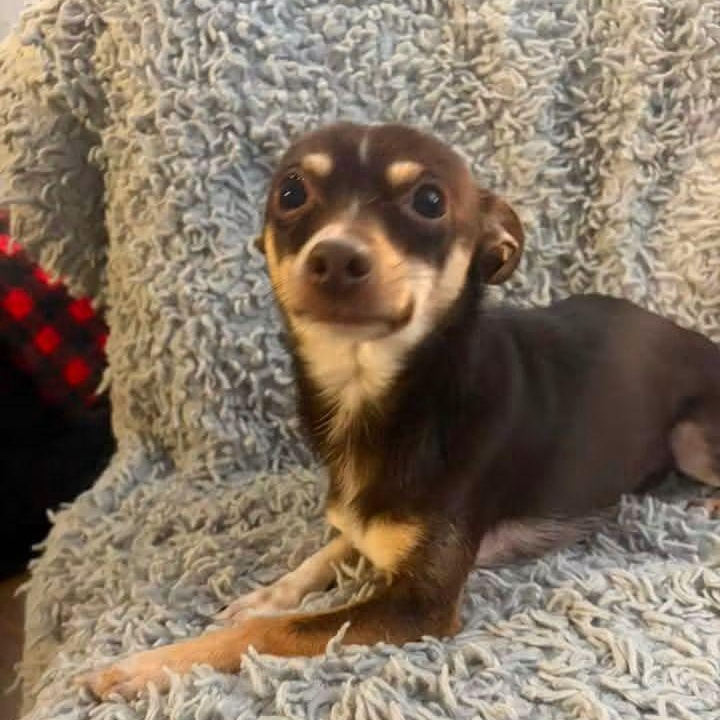 Enlarge Bernard Thomas, an adopted Chihuahua in East Peoria, IL image 4/5
