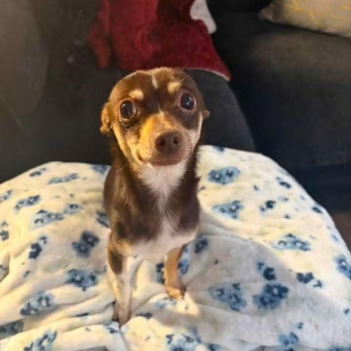 Enlarge Bernard Thomas, an adopted Chihuahua in East Peoria, IL image 3/5