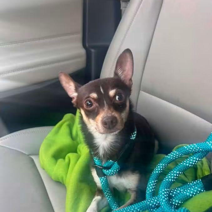 Enlarge Bernard Thomas, an adopted Chihuahua in East Peoria, IL image 2/5