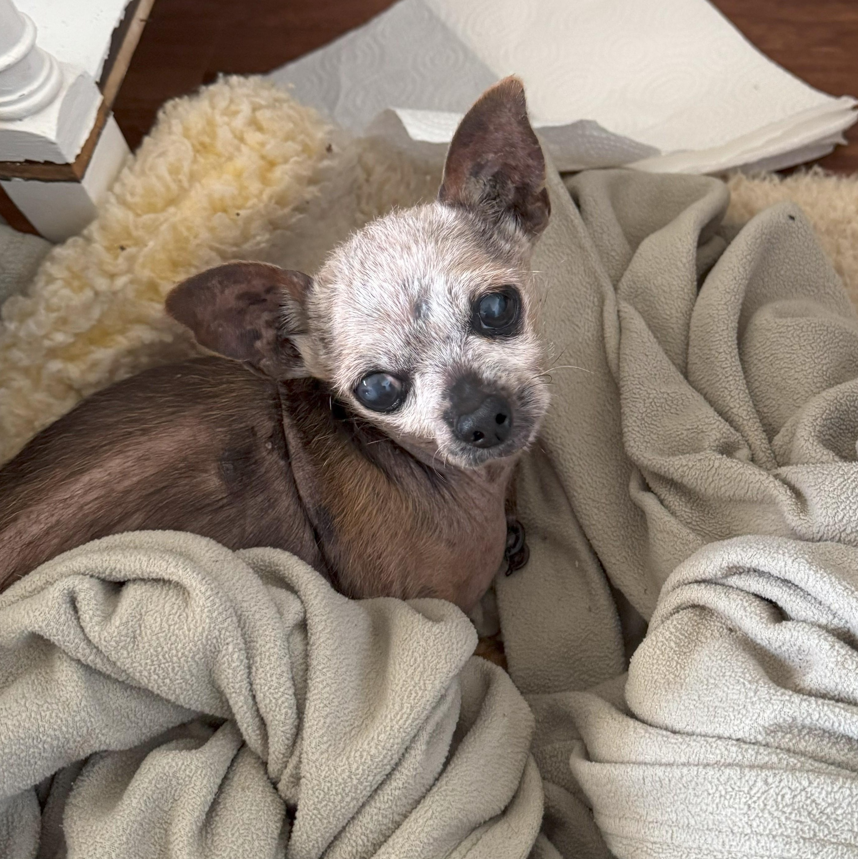 Enlarge Daisy, a Adopted Chihuahua in Glastonbury, CT image 1/1