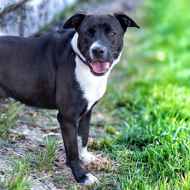TOBY, Adoptable, Young Male Pit Bull Terrier & Mixed Breed.
